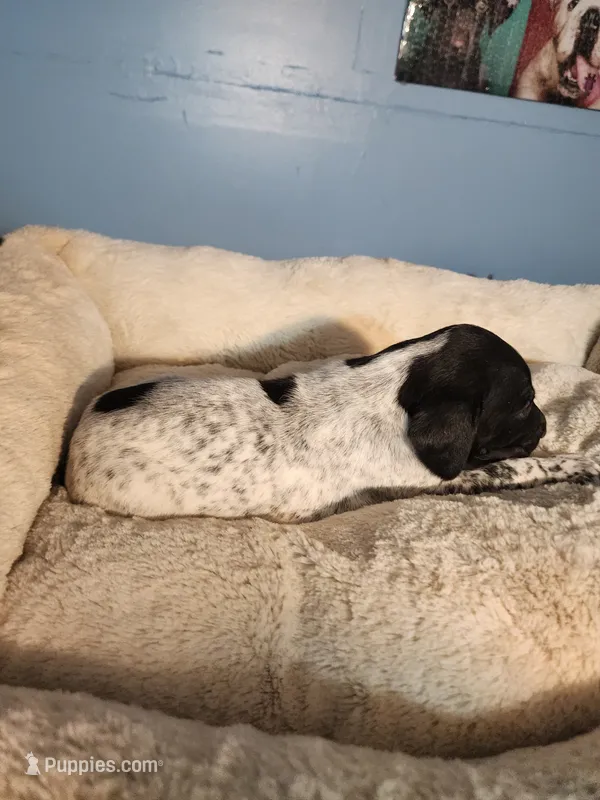 Remington  – German Shorthaired Pointer puppy for sale in San Bernardino, CA