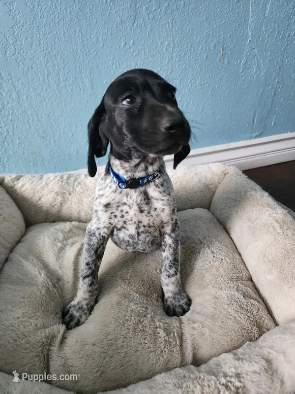 Ruger – German Shorthaired Pointer puppy for sale in San Bernardino, CA