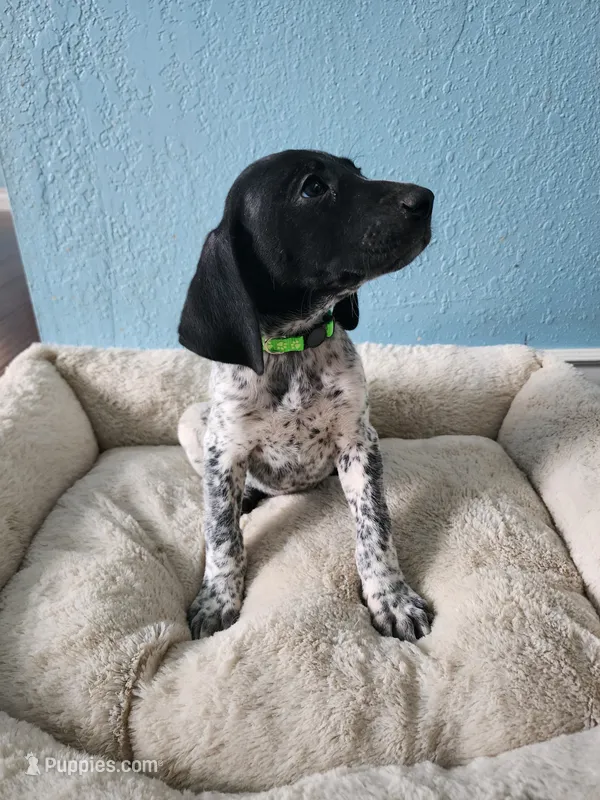 Gunner  – German Shorthaired Pointer puppy for sale in San Bernardino, CA