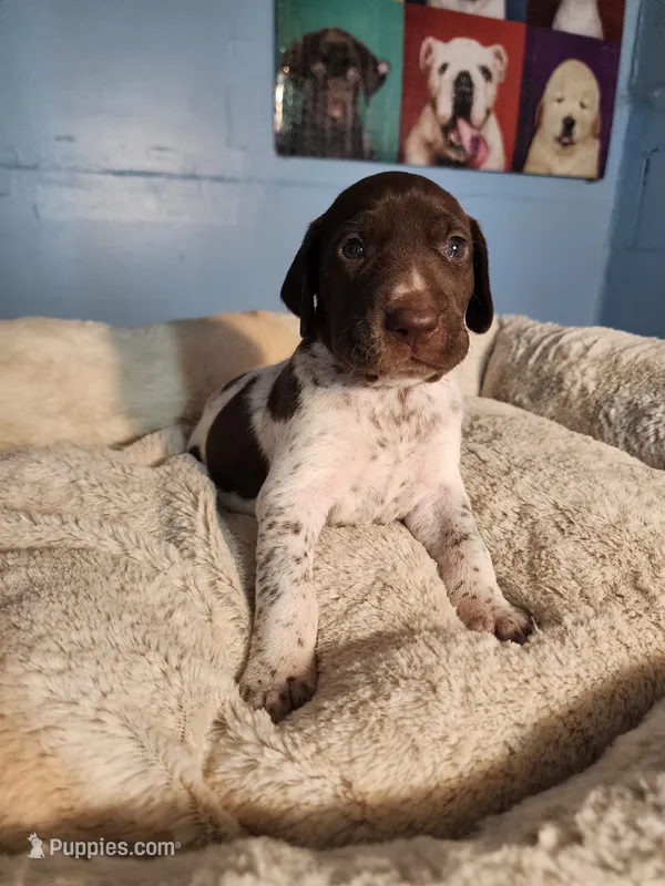 Ranger  – German Shorthaired Pointer puppy for sale in San Bernardino, CA