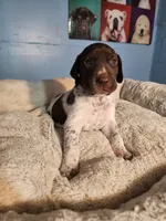 Ranger , a male German Shorthaired Pointer for sale in San Bernardino, CA – 1 of 8