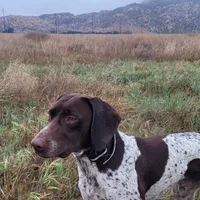 Boss , a male German Shorthaired Pointer for sale in San Bernardino, CA – Photo 5 of 7