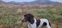 Boss , a male German Shorthaired Pointer for sale in San Bernardino, CA – Photo 5 of 7