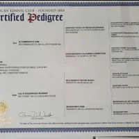 Boss , a male German Shorthaired Pointer for sale in San Bernardino, CA – Photo 7 of 7