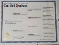 Boss , a male German Shorthaired Pointer for sale in San Bernardino, CA – Photo 7 of 7