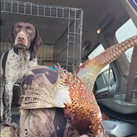 Boss , a male German Shorthaired Pointer for sale in San Bernardino, CA – Photo 2 of 7