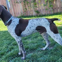 Boss , a male German Shorthaired Pointer for sale in San Bernardino, CA – Photo 6 of 7
