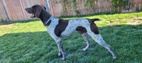 Boss , a male German Shorthaired Pointer for sale in San Bernardino, CA – Photo 6 of 7