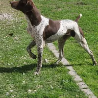 Boss , a male German Shorthaired Pointer for sale in San Bernardino, CA – Photo 3 of 7