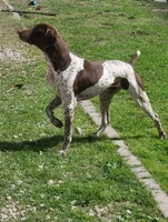 Boss , a male German Shorthaired Pointer for sale in San Bernardino, CA – Photo 3 of 7