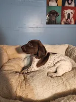 Princess , a female German Shorthaired Pointer for sale in San Bernardino, CA – 3 of 9