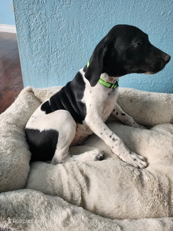 Marlin – German Shorthaired Pointer puppy for sale in San Bernardino, CA