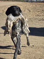 Marlin, a male German Shorthaired Pointer for sale in San Bernardino, CA – 9 of 10