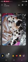 Boss+Cristy , a male German Shorthaired Pointer for sale in San Bernardino, CA – 7 of 7