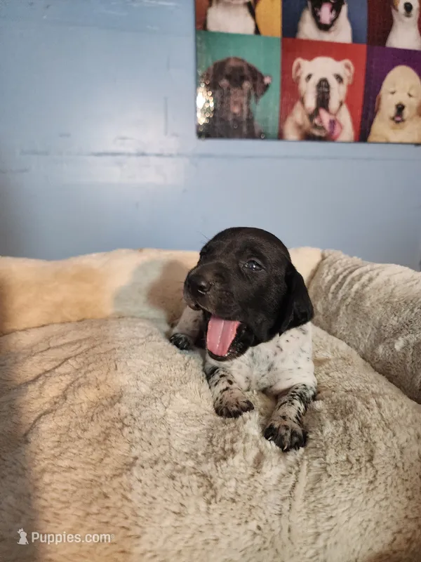 Roger  – German Shorthaired Pointer puppy for sale in San Bernardino, CA