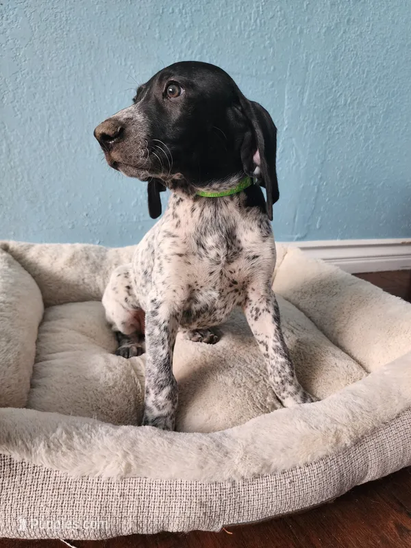 Gunner  – German Shorthaired Pointer puppy for sale in San Bernardino, CA