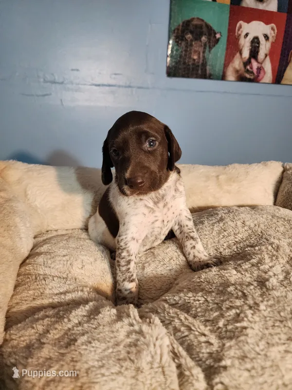Princess  – German Shorthaired Pointer puppy for sale in San Bernardino, CA
