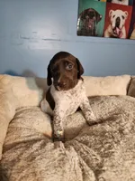 Princess , a female German Shorthaired Pointer for sale in San Bernardino, CA – 1 of 9