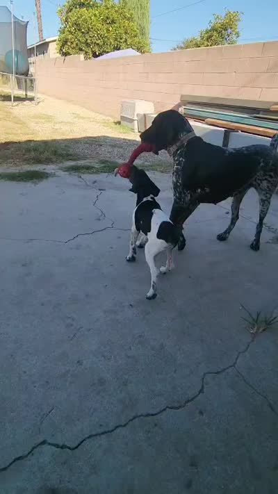 Marlin, a male German Shorthaired Pointer for sale in San Bernardino, CA – 10 of 10