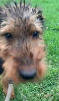 Male Airedale Puppy 2, a male Airedale Terrier for sale in Isle La Motte, VT – 4 of 7