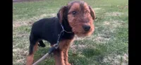 Female Airedale DKF, a female Airedale Terrier for sale in Isle La Motte, VT – 4 of 4