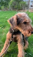 Male Airedale Puppy, a male Airedale Terrier for sale in Isle La Motte, VT – 7 of 7
