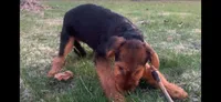 Female Airedale DKF, a female Airedale Terrier for sale in Isle La Motte, VT – 3 of 4
