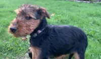 Male Airedale Puppy 2, a male Airedale Terrier for sale in Isle La Motte, VT – 5 of 7