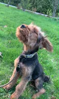 Male Airedale Puppy, a male Airedale Terrier for sale in Isle La Motte, VT – 2 of 7