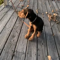 Female Airedale, a female Airedale Terrier for sale in Isle La Motte, VT – Photo 3 of 7