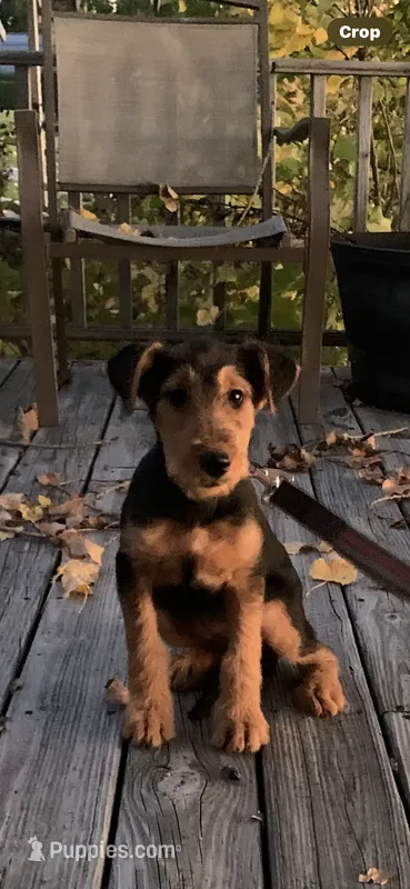 Female Airedale