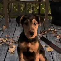 Female Airedale, a female Airedale Terrier for sale in Isle La Motte, VT – Photo 1 of 7