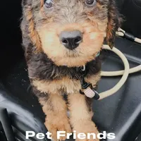 Female Airedale, a female Airedale Terrier for sale in Isle La Motte, VT – Photo 4 of 7