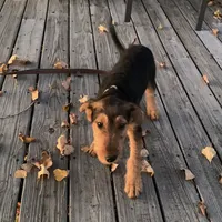 Female Airedale, a female Airedale Terrier for sale in Isle La Motte, VT – Photo 2 of 7