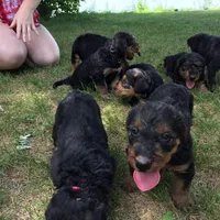 Female Airedale, a female Airedale Terrier for sale in Isle La Motte, VT – Photo 7 of 7