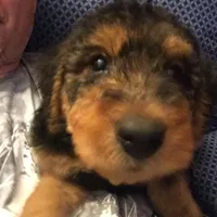 Female Airedale, a female Airedale Terrier for sale in Isle La Motte, VT – Photo 5 of 7