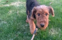 Female Airedale LTF, a female Airedale Terrier for sale in Isle La Motte, VT – 2 of 2