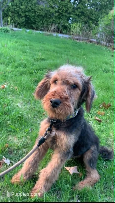 Male Airedale Puppy – Airedale Terrier puppy for sale in Isle La Motte, VT