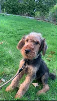 Male Airedale Puppy, a male Airedale Terrier for sale in Isle La Motte, VT – 1 of 7