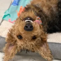 Male Airedale Puppy, a  Airedale Terrier for sale in Isle La Motte, VT – Photo 6 of 6