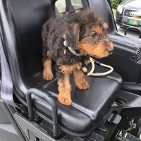 Male Airedale Puppy, a  Airedale Terrier for sale in Isle La Motte, VT – Photo 2 of 6