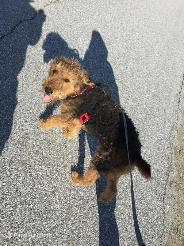 Male Airedale Puppy