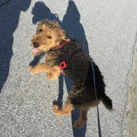 Male Airedale Puppy, a  Airedale Terrier for sale in Isle La Motte, VT – Photo 1 of 6