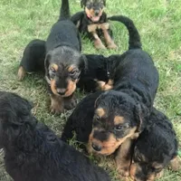 Male Airedale Puppy, a  Airedale Terrier for sale in Isle La Motte, VT – Photo 4 of 6