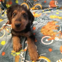 Male Airedale Puppy, a  Airedale Terrier for sale in Isle La Motte, VT – Photo 3 of 6