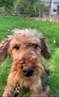 Male Airedale Puppy, a male Airedale Terrier for sale in Isle La Motte, VT – 3 of 7