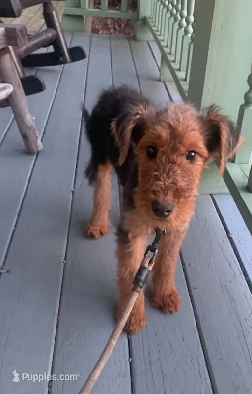 Female Airedale LTF – Airedale Terrier puppy for sale in Isle La Motte, VT