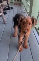 Female Airedale LTF, a female Airedale Terrier for sale in Isle La Motte, VT – 1 of 2
