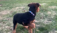 Male Airedale Puppy 2, a male Airedale Terrier for sale in Isle La Motte, VT – 6 of 7