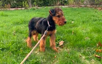 Male Airedale Puppy 2, a male Airedale Terrier for sale in Isle La Motte, VT – 3 of 7